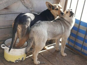 Число отловленных безнадзорных собак озвучили в Приамурье 