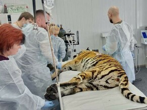 Двум опасным дальневосточным тиграм сделали стоматологическую и хирургическую операции