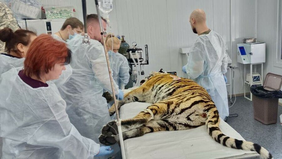 Двум опасным дальневосточным тиграм сделали стоматологическую и хирургическую операции