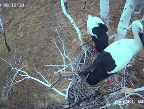 Народный проект амурчане собрали деньги для онлайнтрансляций из аистиного гнезда