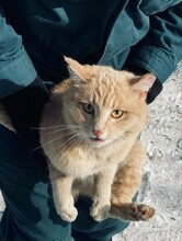В амурском поселке коту вызвали спасателей