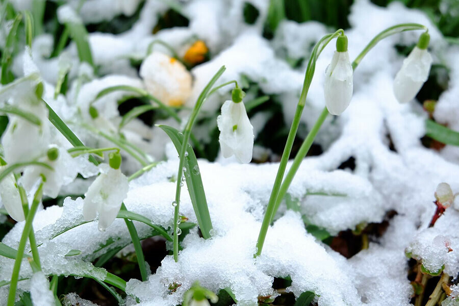 Плюсовые температуры приходят в Приамурье прогноз погоды на 12 марта