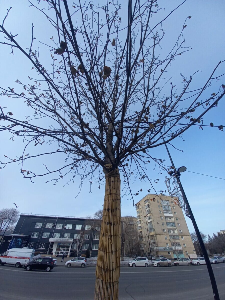 Будущее немецких лип высаженных в центре Благовещенска вызывает опасение у некоторых специалистов