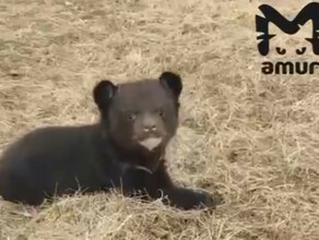 Гималайского медвежонка спасенного в Приморье впервые вывели на прогулку видео