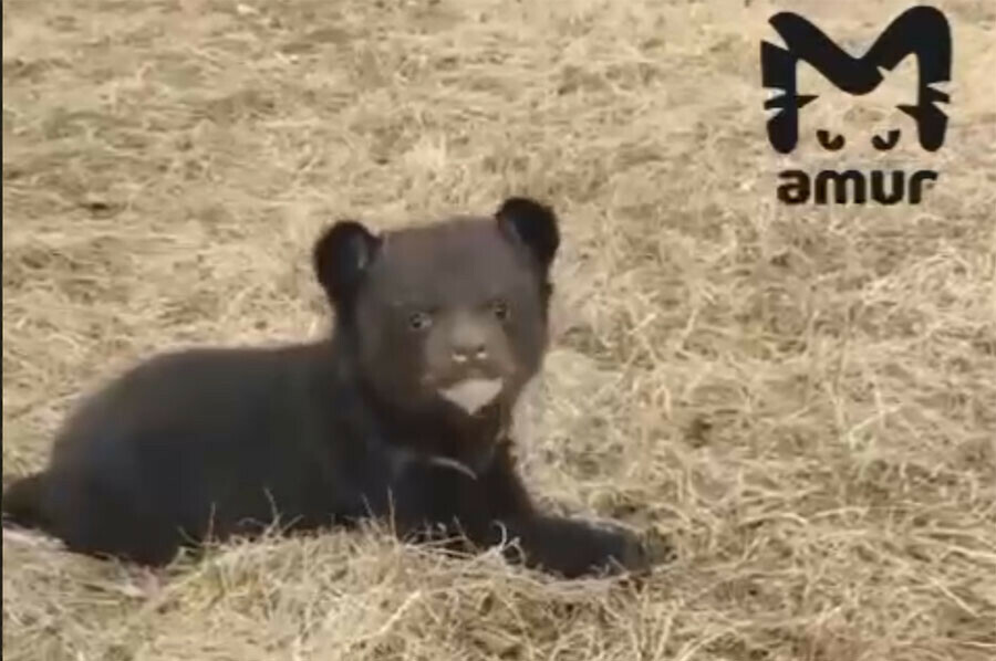 Гималайского медвежонка спасенного в Приморье впервые вывели на прогулку видео