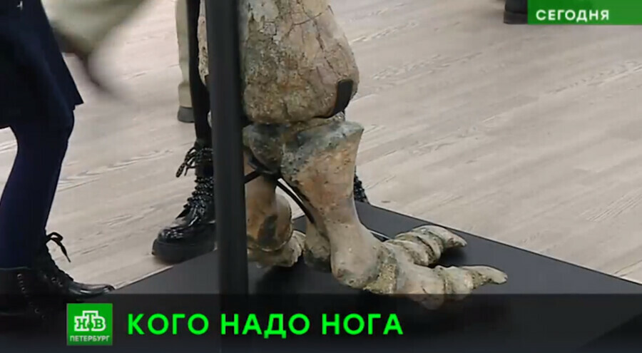 Амурские палеонтологи подарили СанктПетербургскому госуниверситету ногу амурозавра