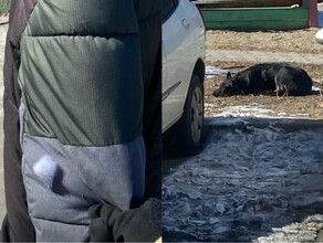Укусила руку прокусила куртку на школьника в Благовещенске напала собака фото 