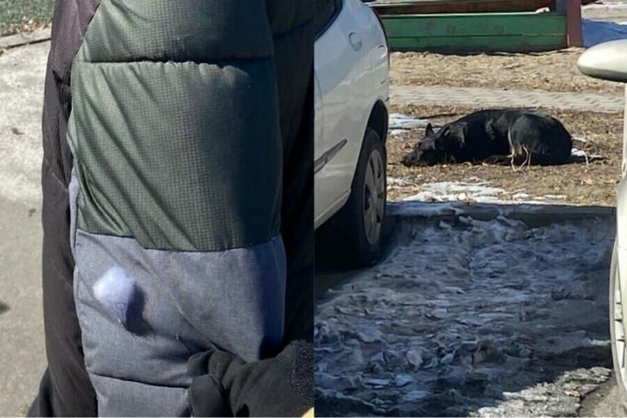 Укусила руку прокусила куртку на школьника в Благовещенске напала собака фото 