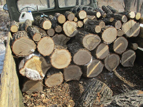 В Архаринском районе выявили две незаконные рубки ценных деревьев Ущерб на  21 миллион рублей