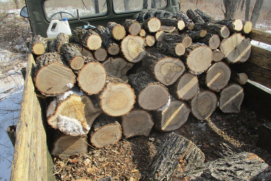 В Архаринском районе выявили две незаконные рубки ценных деревьев Ущерб на  21 миллион рублей