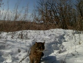 В Амурской области сняли уникальные кадры как мурлыкает дикий лесной кот видео