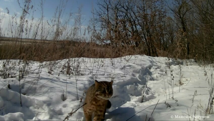 В Амурской области сняли уникальные кадры как мурлыкает дикий лесной кот видео