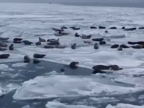 Множество тюленей позировали горожанам на тающих льдинах во Владивостоке видео