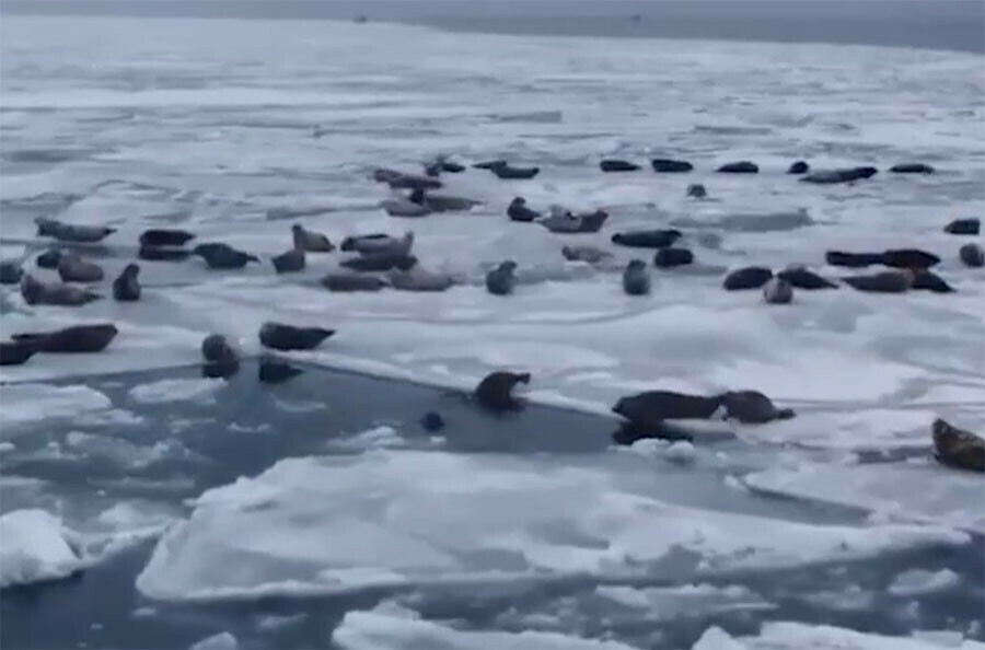 Множество тюленей позировали горожанам на тающих льдинах во Владивостоке видео