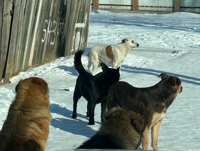 Животных будут измерять власти Хабаровского края нашли решение как убрать с улиц крупных бездомных собак