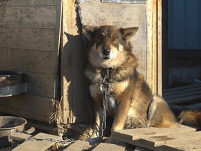 Прошло полгода не пристроили  усыпите История о том как хрупкая девушка помогает братьям нашим меньшим видео