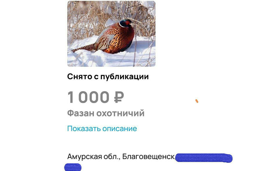 Амурчанин взял с собой сына и отправился на запрещенную охоту с усиленной винтовкой