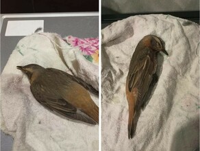 В Благовещенске снова начали находить полумертвых птиц Зоозащитница Светлана Садова объяснила что происходит видео