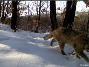 Редкий амурский лесной кот попавший на видео намурлыкал себе невесту видео