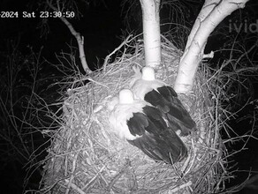 Амурские орнитологи ждут в ночь на 1 апреля от берёзовских аистов первое яйцо