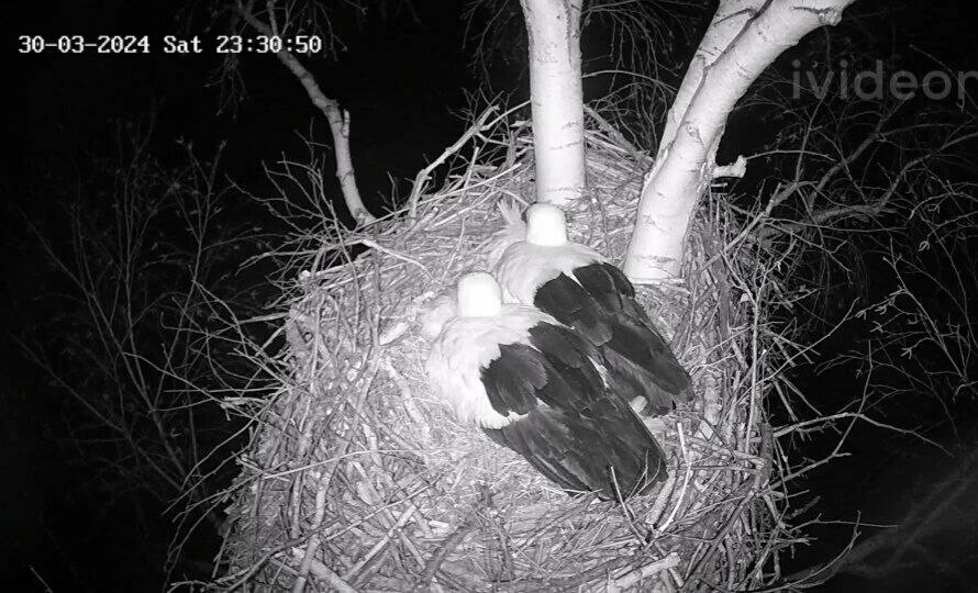 Амурские орнитологи ждут в ночь на 1 апреля от берёзовских аистов первое яйцо