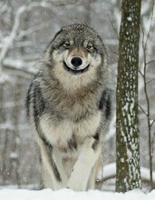 Амурский волк теперь товарищ 31 марта закрылась охота на волков