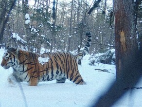 В Приморье фотоловушка поймала тигра с окрасом в клеточку