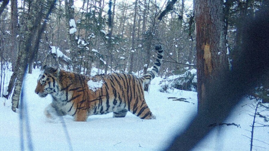 В Приморье фотоловушка поймала тигра с окрасом в клеточку