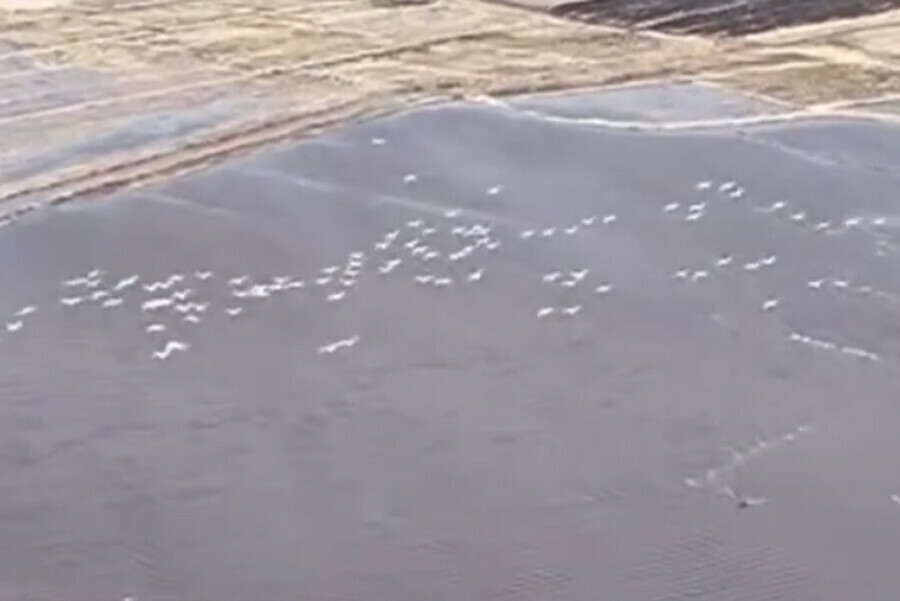 Больше миллиона перелётных птиц прилетают в Китай на озеро Ханка Это становится поводом для праздника