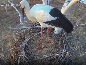 В аистиной квартире все как у людей муж пытается жена делает видео