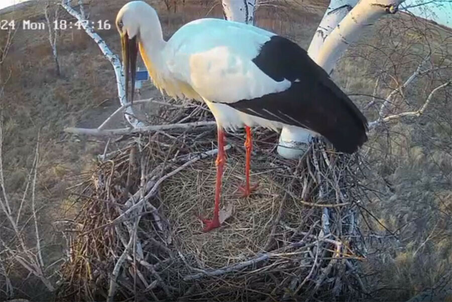 В аистиной квартире все как у людей муж пытается жена делает видео