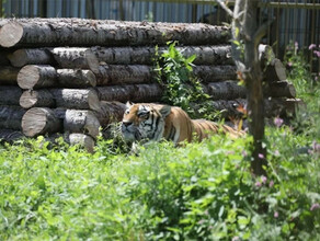 Тигр нашел свалку трупов в Приморье Прокуратура заинтересовалась