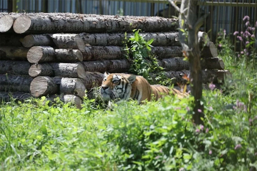 Тигр нашел свалку трупов в Приморье Прокуратура заинтересовалась