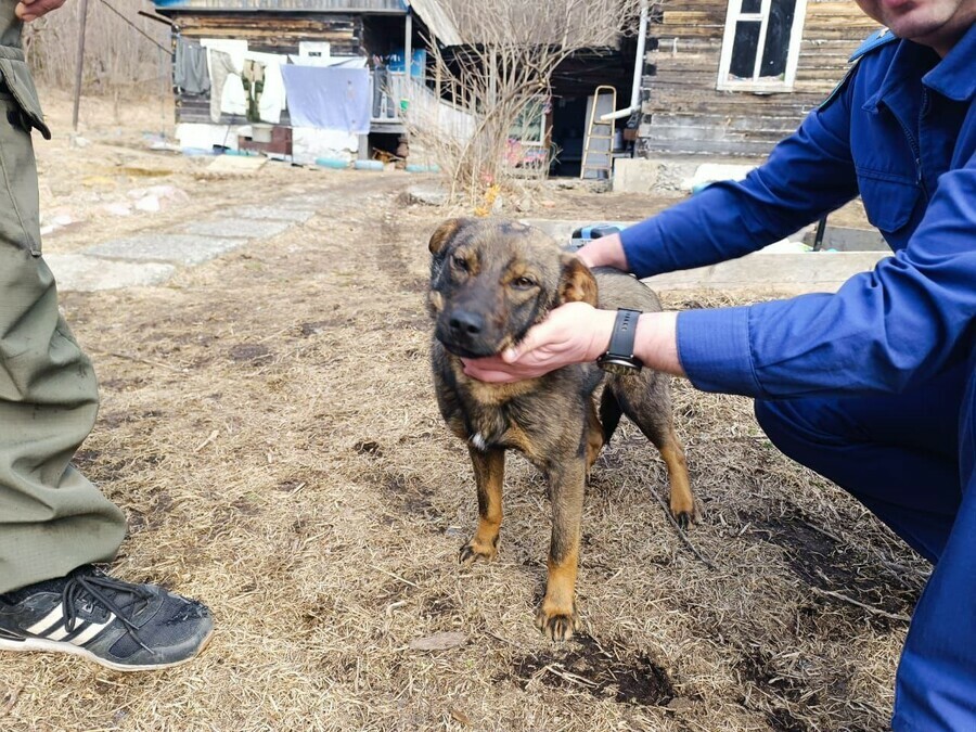 В Приморье щенок всю ночь грел заблудившегося в лесу ребенка видео