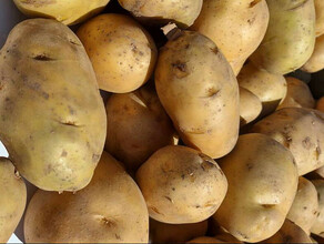Проверен картофель привезенный из Китая в Приамурье 
