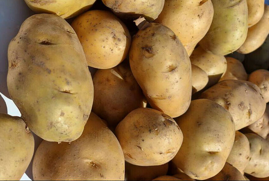 Проверен картофель привезенный из Китая в Приамурье 