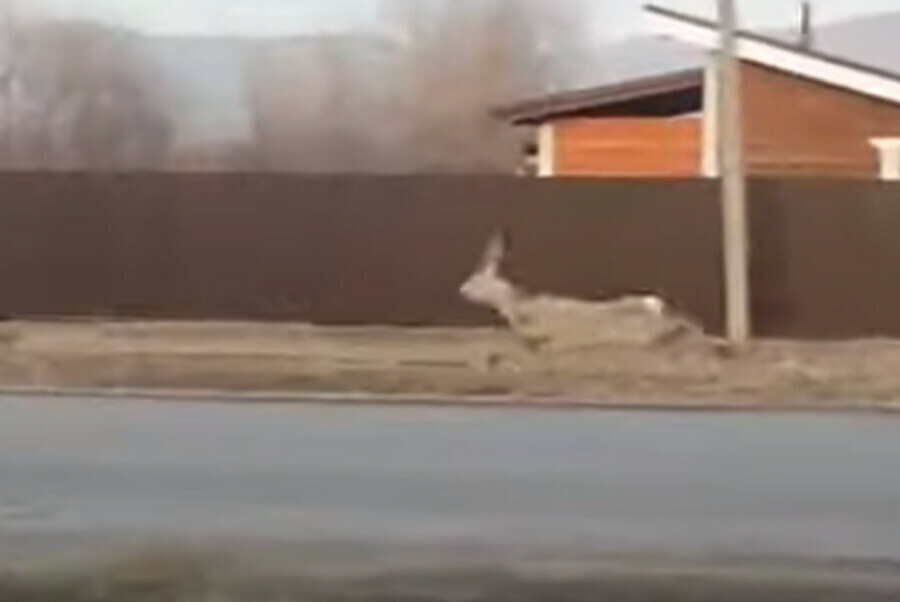 Раненую косулю со сломанной ногой собаки загнали в село видео