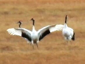 Необычное танго втроем станцевали японские журавли в Амурской области видео