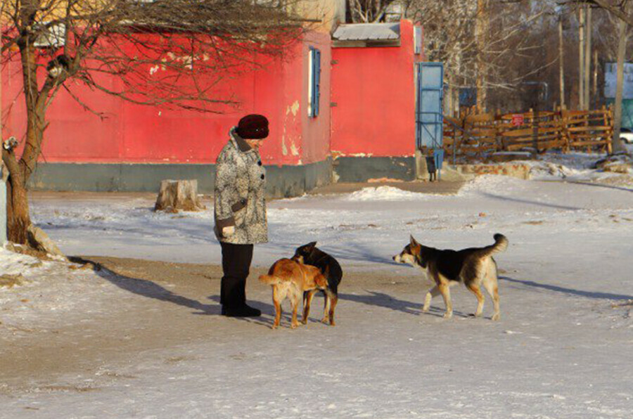 В Белогорском округе вплотную занялись бездомными собаками
