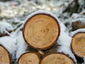 Депутаты ГД стремятся обеспечить абсолютную прозрачность всех операций с древесиной Ее оборот возьмут под контроль