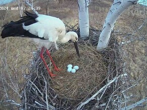 В аистиной квартире в Берёзовском заказнике уже четыре яйца Не обошлось без приключений видео