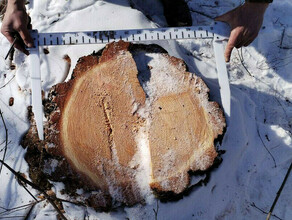 В Амурской области арестован черный лесоруб  госинспектор по охране леса
