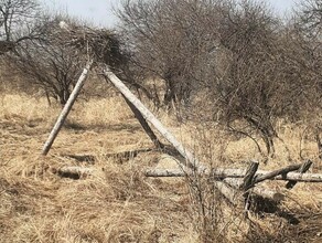 Орнитологи обеспокоены в амурском заказнике аисты отложили яйцо в поваленном гнезде