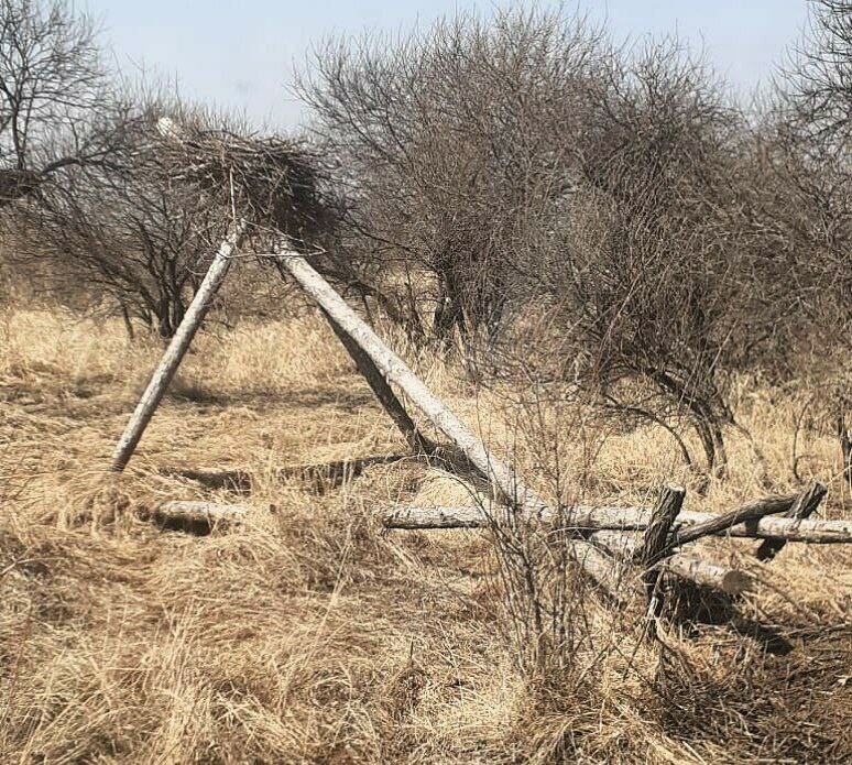 Орнитологи обеспокоены в амурском заказнике аисты отложили яйцо в поваленном гнезде