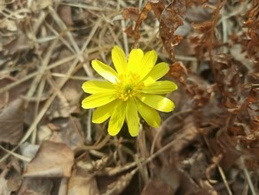 В южных районах Приамурья распустился первый весенний цветок И это не подснежник