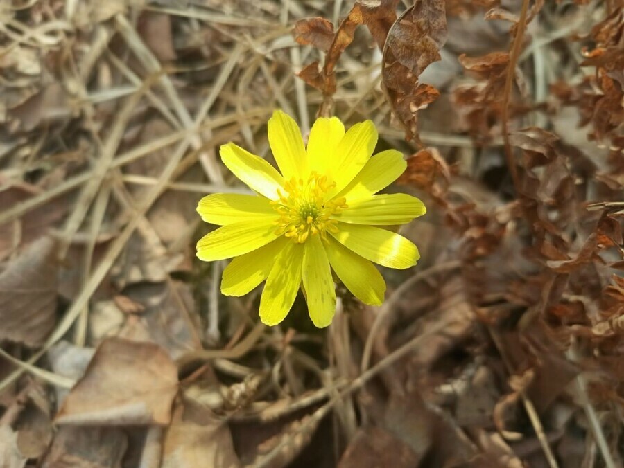 В южных районах Приамурья распустился первый весенний цветок И это не подснежник