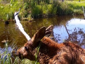 Удивительные кадры жалобно мяукающего лося сняла фотоловушка в Амурской области видео