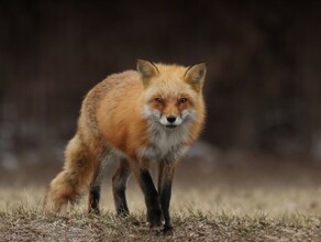 Амурчанин убил забежавшую к нему во двор бешеную неадекватную лисицу В селе введен карантин