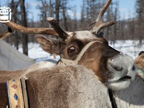 В Амурской области ликвидируется известное оленеводческое хояйство Улгэн