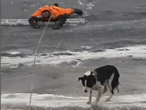 Терпи терпи сейчас спасатели приедут уговаривала амурчанка пса оказавшегося в холодной Зее видео